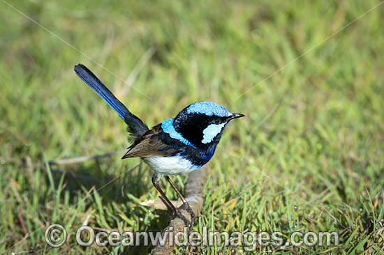 Superb Fairy-wren male photo