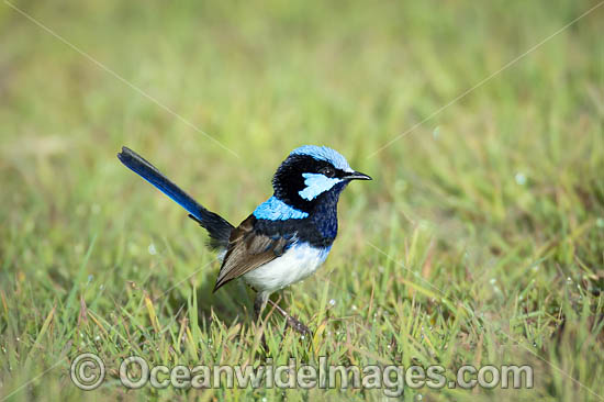 Supurb Fairy-wren (Malurus cyaneus), male. Found in dense undergrowth, bracken, shrubbery in forests and heaths throughout south-eastern Australia. Photo taken at Coffs Harbour, New South Wales, Australia. Photo - Gary Bell