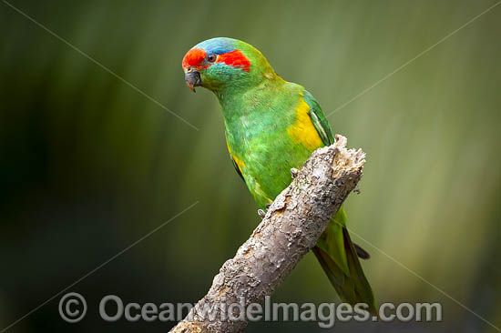 Musk Lorikeet (Glossopsitta concinna). Found in woodlands and drier forests in eastern New South Wales, Victoria, South Australia and Tasmania. Photo - Gary Bell