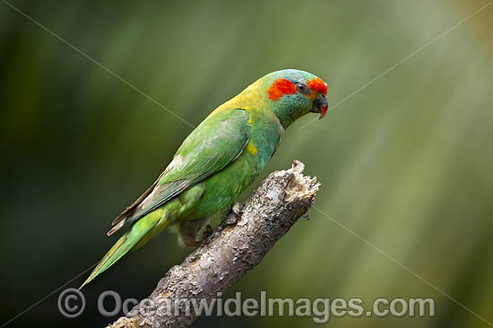 Musk Lorikeet photo