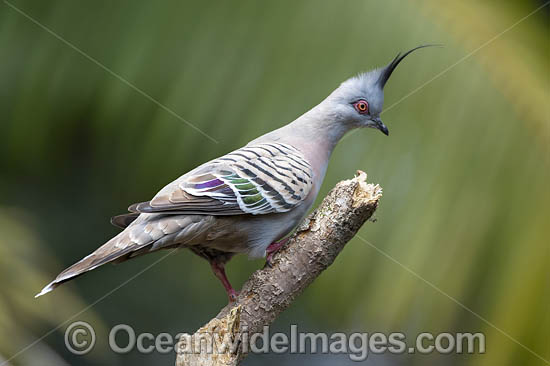 Crested Pigeon (Ocyphaps lophotes). Found in open woodlands, scrublands and farmlands throughout Australia. Photo taken at Coffs Harbour, New South Wales, Australia. Photo - Gary Bell