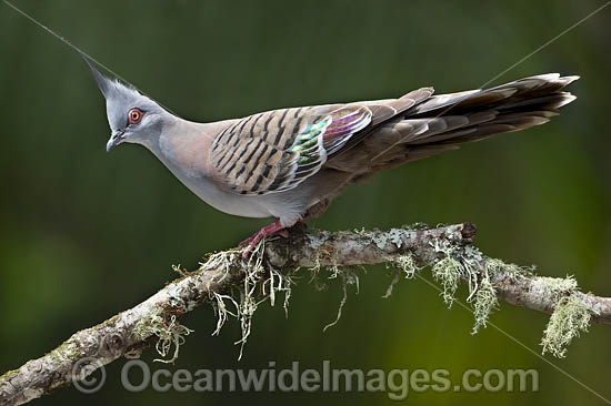Crested Pigeon (Ocyphaps lophotes). Found in open woodlands, scrublands and farmlands throughout Australia. Photo taken at Coffs Harbour, New South Wales, Australia. Photo - Gary Bell Crested Pigeon (Ocyphaps lophotes). Found in open woodlands, scrublands and farmlands throughout Australia. Photo taken at Coffs Harbour, New South Wales, Australia. Photo - Gary Bell