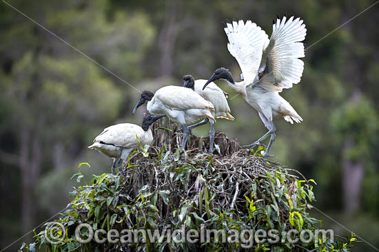 Australian White Ibi photo Australian White Ibi photo