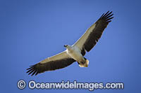 White-bellied Sea Eagle Photo - Gary Bell