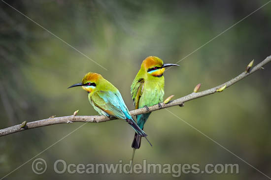 Rainbow Bee-eater photo Rainbow Bee-eater photo