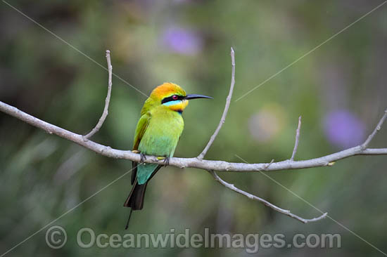 Rainbow Bee-eater photo