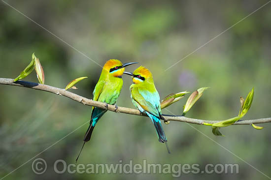 Rainbow Bee-eater photo