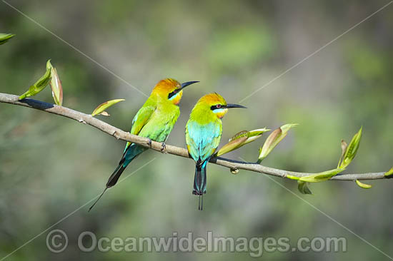 Rainbow Bee-eater photo Rainbow Bee-eater photo