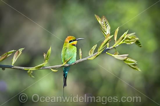 Rainbow Bee-eater photo