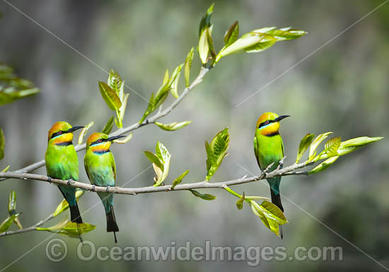Rainbow Bee-eater (Merops ornatus). Found during summer in forested areas of southern Australia, excluding Tasmania. Migrate north during winter to northern Australia, New Guinea and southern islands of Indonesia. Photo - Gary Bell Rainbow Bee-eater (Merops ornatus). Found during summer in forested areas of southern Australia, excluding Tasmania. Migrate north during winter to northern Australia, New Guinea and southern islands of Indonesia. Photo - Gary Bell