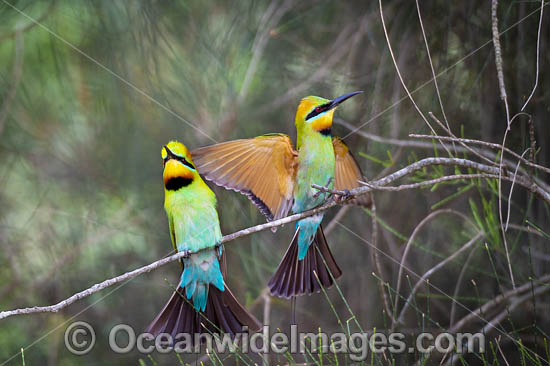 Rainbow Bee-eater (Merops ornatus). Found during summer in forested areas of southern Australia, excluding Tasmania. Migrate north during winter to northern Australia, New Guinea and southern islands of Indonesia. Photo - Gary Bell Rainbow Bee-eater (Merops ornatus). Found during summer in forested areas of southern Australia, excluding Tasmania. Migrate north during winter to northern Australia, New Guinea and southern islands of Indonesia. Photo - Gary Bell
