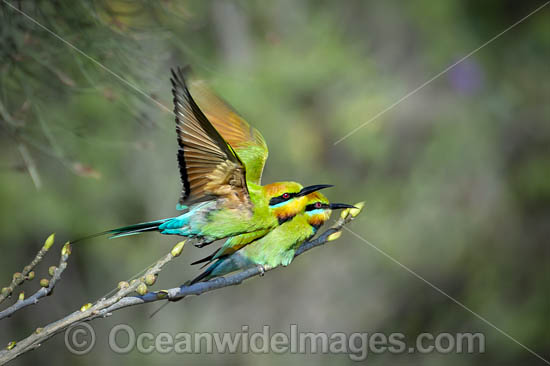 Rainbow Bee-eater (Merops ornatus). Found during summer in forested areas of southern Australia, excluding Tasmania. Migrate north during winter to northern Australia, New Guinea and southern islands of Indonesia. Photo - Gary Bell Rainbow Bee-eater (Merops ornatus). Found during summer in forested areas of southern Australia, excluding Tasmania. Migrate north during winter to northern Australia, New Guinea and southern islands of Indonesia. Photo - Gary Bell