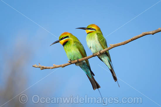 Rainbow Bee-eater (Merops ornatus). Found during summer in forested areas of southern Australia, excluding Tasmania. Migrate north during winter to northern Australia, New Guinea and southern islands of Indonesia. Photo - Gary Bell