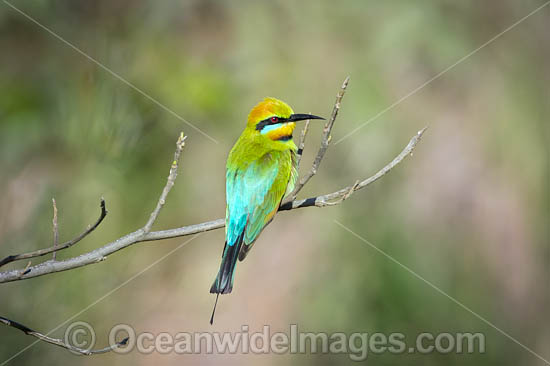 Rainbow Bee-eater (Merops ornatus). Found during summer in forested areas of southern Australia, excluding Tasmania. Migrate north during winter to northern Australia, New Guinea and southern islands of Indonesia. Photo - Gary Bell