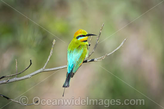 Rainbow Bee-eater photo Rainbow Bee-eater photo