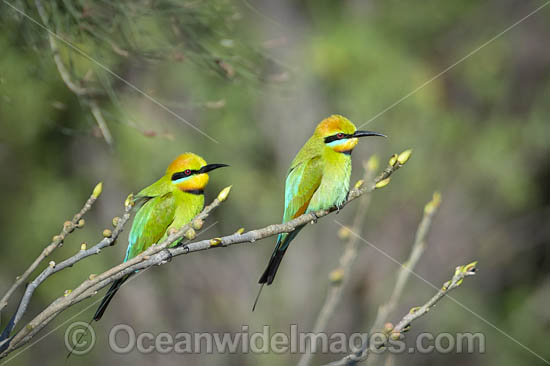 Rainbow Bee-eater photo Rainbow Bee-eater photo