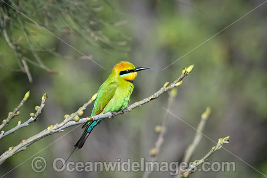 Rainbow Bee-eater photo