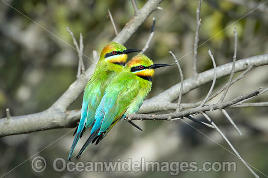 Rainbow Bee-eater (Merops ornatus). Found during summer in forested areas of southern Australia, excluding Tasmania. Migrate north during winter to northern Australia, New Guinea and southern islands of Indonesia. Photo - Gary Bell Rainbow Bee-eater (Merops ornatus). Found during summer in forested areas of southern Australia, excluding Tasmania. Migrate north during winter to northern Australia, New Guinea and southern islands of Indonesia. Photo - Gary Bell