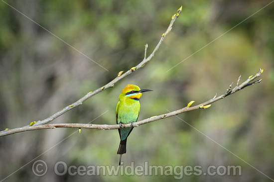 Rainbow Bee-eater (Merops ornatus). Found during summer in forested areas of southern Australia, excluding Tasmania. Migrate north during winter to northern Australia, New Guinea and southern islands of Indonesia. Photo - Gary Bell Rainbow Bee-eater (Merops ornatus). Found during summer in forested areas of southern Australia, excluding Tasmania. Migrate north during winter to northern Australia, New Guinea and southern islands of Indonesia. Photo - Gary Bell