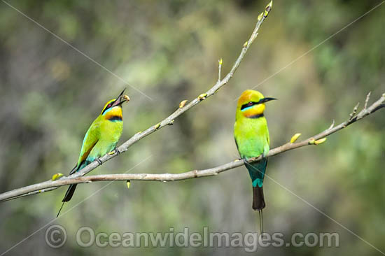 Rainbow Bee-eater (Merops ornatus). Found during summer in forested areas of southern Australia, excluding Tasmania. Migrate north during winter to northern Australia, New Guinea and southern islands of Indonesia. Photo - Gary Bell Rainbow Bee-eater (Merops ornatus). Found during summer in forested areas of southern Australia, excluding Tasmania. Migrate north during winter to northern Australia, New Guinea and southern islands of Indonesia. Photo - Gary Bell