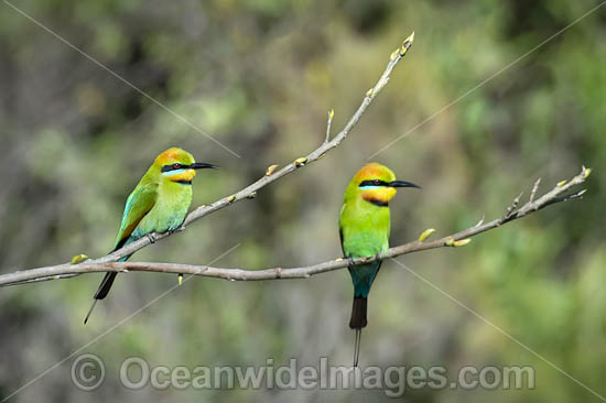 Rainbow Bee-eater (Merops ornatus). Found during summer in forested areas of southern Australia, excluding Tasmania. Migrate north during winter to northern Australia, New Guinea and southern islands of Indonesia. Photo - Gary Bell Rainbow Bee-eater (Merops ornatus). Found during summer in forested areas of southern Australia, excluding Tasmania. Migrate north during winter to northern Australia, New Guinea and southern islands of Indonesia. Photo - Gary Bell