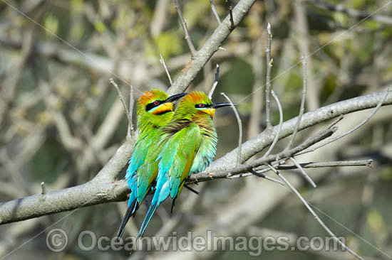 Rainbow Bee-eater photo