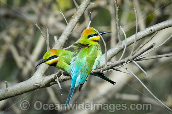 Rainbow Bee-eater (Merops ornatus). Found during summer in forested areas of southern Australia, excluding Tasmania. Migrate north during winter to northern Australia, New Guinea and southern islands of Indonesia. Photo - Gary Bell Rainbow Bee-eater (Merops ornatus). Found during summer in forested areas of southern Australia, excluding Tasmania. Migrate north during winter to northern Australia, New Guinea and southern islands of Indonesia. Photo - Gary Bell