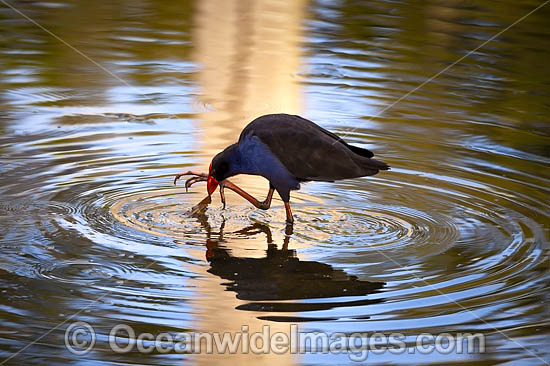 Purple Swamphen photo