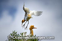 Cattle Egret Photo - Gary Bell