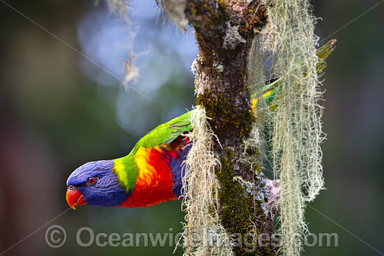 Rainbow Lorikeet photo Rainbow Lorikeet photo
