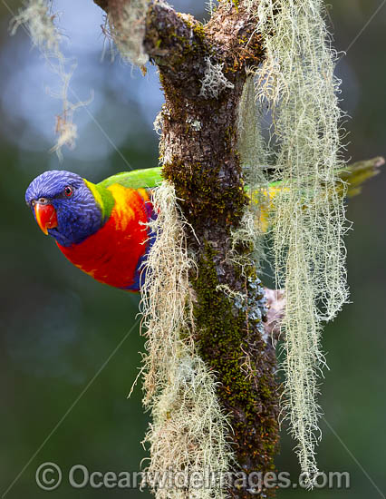 Rainbow Lorikeet photo Rainbow Lorikeet photo