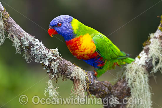 Rainbow Lorikeet photo Rainbow Lorikeet photo