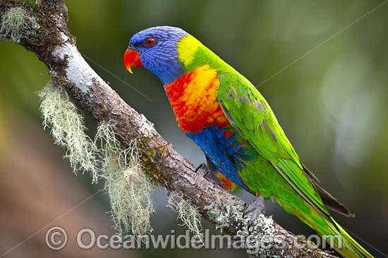 Rainbow Lorikeet photo Rainbow Lorikeet photo