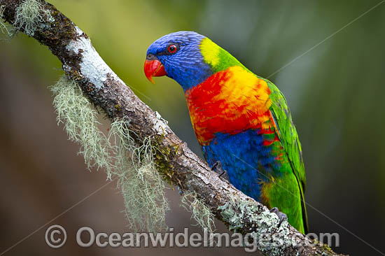 Rainbow Lorikeet (Trichoglossus haematodus). Found in all forests, woodlands and gardens throughout Australia. Photo taken at Coffs Harbour, New South Wales, Australia. Photo - Gary Bell Rainbow Lorikeet (Trichoglossus haematodus). Found in all forests, woodlands and gardens throughout Australia. Photo taken at Coffs Harbour, New South Wales, Australia. Photo - Gary Bell