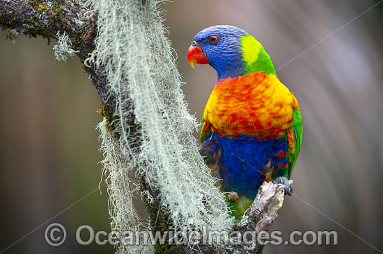 Rainbow Lorikeet (Trichoglossus haematodus). Found in all forests, woodlands and gardens throughout Australia. Photo taken at Coffs Harbour, New South Wales, Australia. Photo - Gary Bell Rainbow Lorikeet (Trichoglossus haematodus). Found in all forests, woodlands and gardens throughout Australia. Photo taken at Coffs Harbour, New South Wales, Australia. Photo - Gary Bell