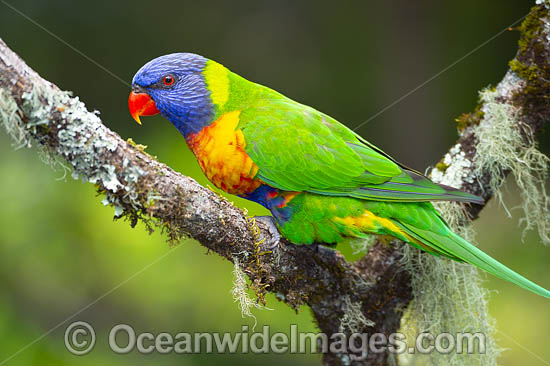 Rainbow Lorikeet (Trichoglossus haematodus). Found in all forests, woodlands and gardens throughout Australia. Photo taken at Coffs Harbour, New South Wales, Australia. Photo - Gary Bell Rainbow Lorikeet (Trichoglossus haematodus). Found in all forests, woodlands and gardens throughout Australia. Photo taken at Coffs Harbour, New South Wales, Australia. Photo - Gary Bell