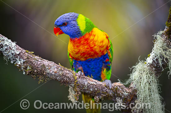 Rainbow Lorikeet (Trichoglossus haematodus). Found in all forests, woodlands and gardens throughout Australia. Photo taken at Coffs Harbour, New South Wales, Australia. Photo - Gary Bell