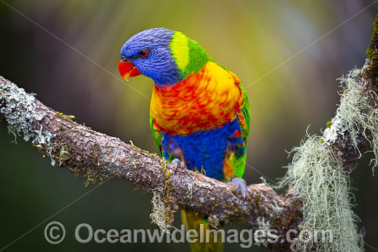 Rainbow Lorikeet photo