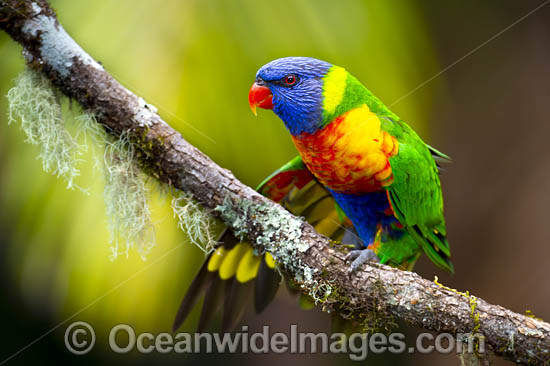 Rainbow Lorikeet (Trichoglossus haematodus). Found in all forests, woodlands and gardens throughout Australia. Photo taken at Coffs Harbour, New South Wales, Australia. Photo - Gary Bell Rainbow Lorikeet (Trichoglossus haematodus). Found in all forests, woodlands and gardens throughout Australia. Photo taken at Coffs Harbour, New South Wales, Australia. Photo - Gary Bell