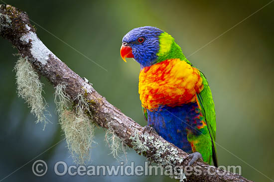 Rainbow Lorikeet photo Rainbow Lorikeet photo