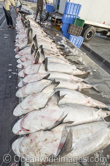 Shark carcasses ready for auction at Deira fish market in Dubai, UAE. Mostly Blacktip sharks (Carcharhinus limbatus) and Spottail Sharks (Carcharhinus sorrah). Photo - Andy Murch Shark carcasses ready for auction at Deira fish market in Dubai, UAE. Mostly Blacktip sharks (Carcharhinus limbatus) and Spottail Sharks (Carcharhinus sorrah). Photo - Andy Murch