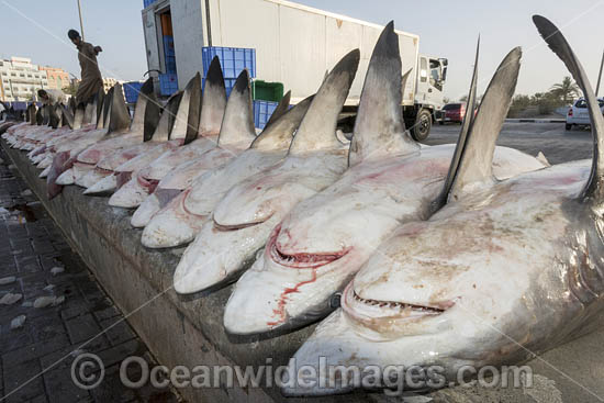 Shark carcasses ready for auction at Deira fish market in Dubai, UAE.  Mostly Blacktip sharks (Carcharhinus limbatus) and Spottail Sharks (Carcharhinus sorrah). Photo - Andy Murch