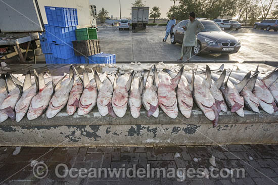 Shark carcasses ready for auction at Deira fish market in Dubai, UAE.  Mostly Blacktip sharks (Carcharhinus limbatus) and Spottail Sharks (Carcharhinus sorrah). Photo - Andy Murch