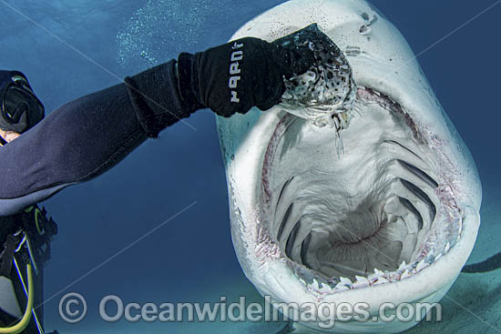 Diver feeding Tiger Shark photo Diver feeding Tiger Shark photo