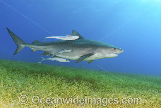 Tiger Shark photo