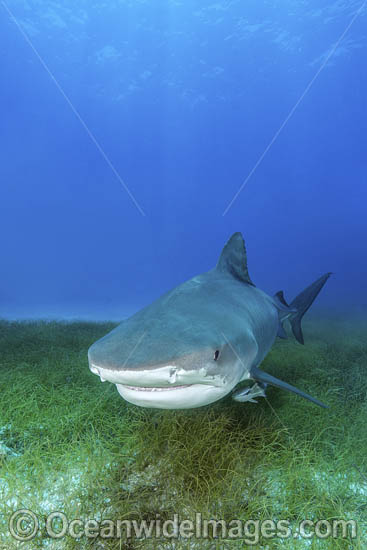 Tiger Shark Bahamas photo