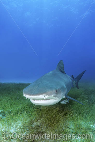 Tiger Shark Bahamas photo Tiger Shark Bahamas photo