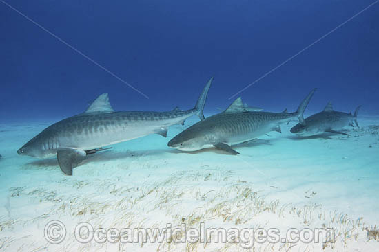 Tiger Shark photo Tiger Shark photo