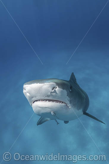 Tiger Shark photo Tiger Shark photo