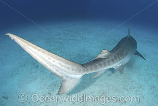 Tiger Shark Tail photo Tiger Shark Tail photo
